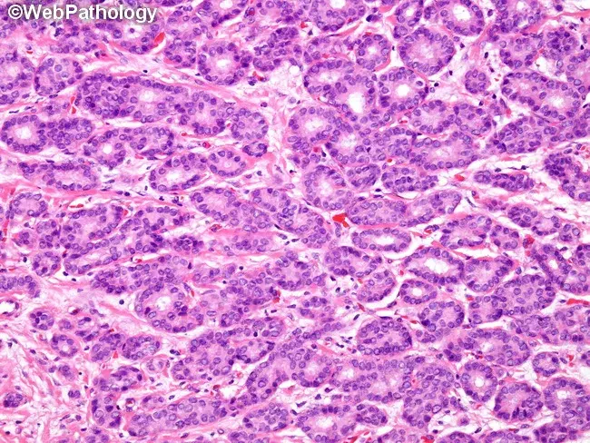 منتج عربي 02